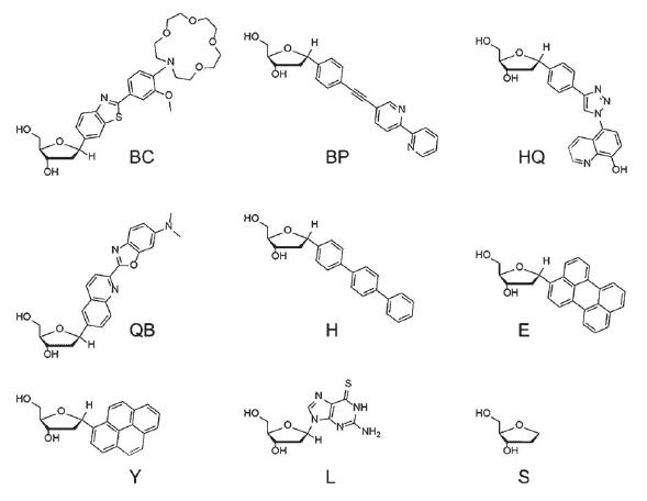 8 désoxynucléosides fluorescents en présence de divers ions métalliques.  Le neuvième, appelé S, représente uniquement la partie "ribose" des désoxynucléosides. C'est cette partie qu'ils sont reliés entre eux. 