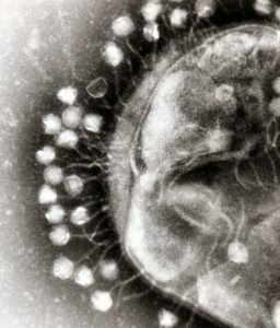Des bactériophages infectant une bactérie, au microscope électronique (source : wikipédia)